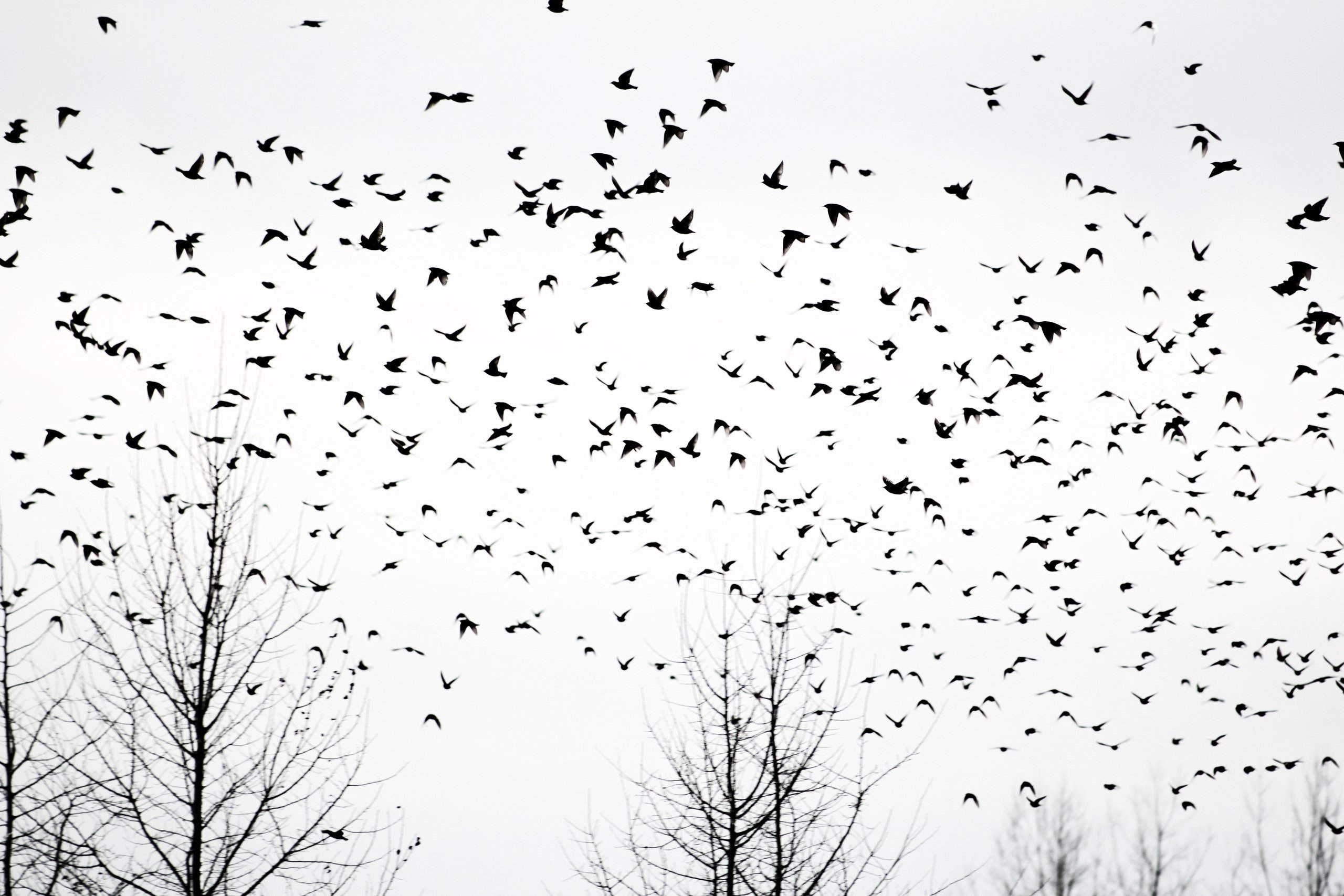 Стая ворон. Много птиц фон. Текстура птицы для фотошопа. Стая белых птиц. Много птиц черных.