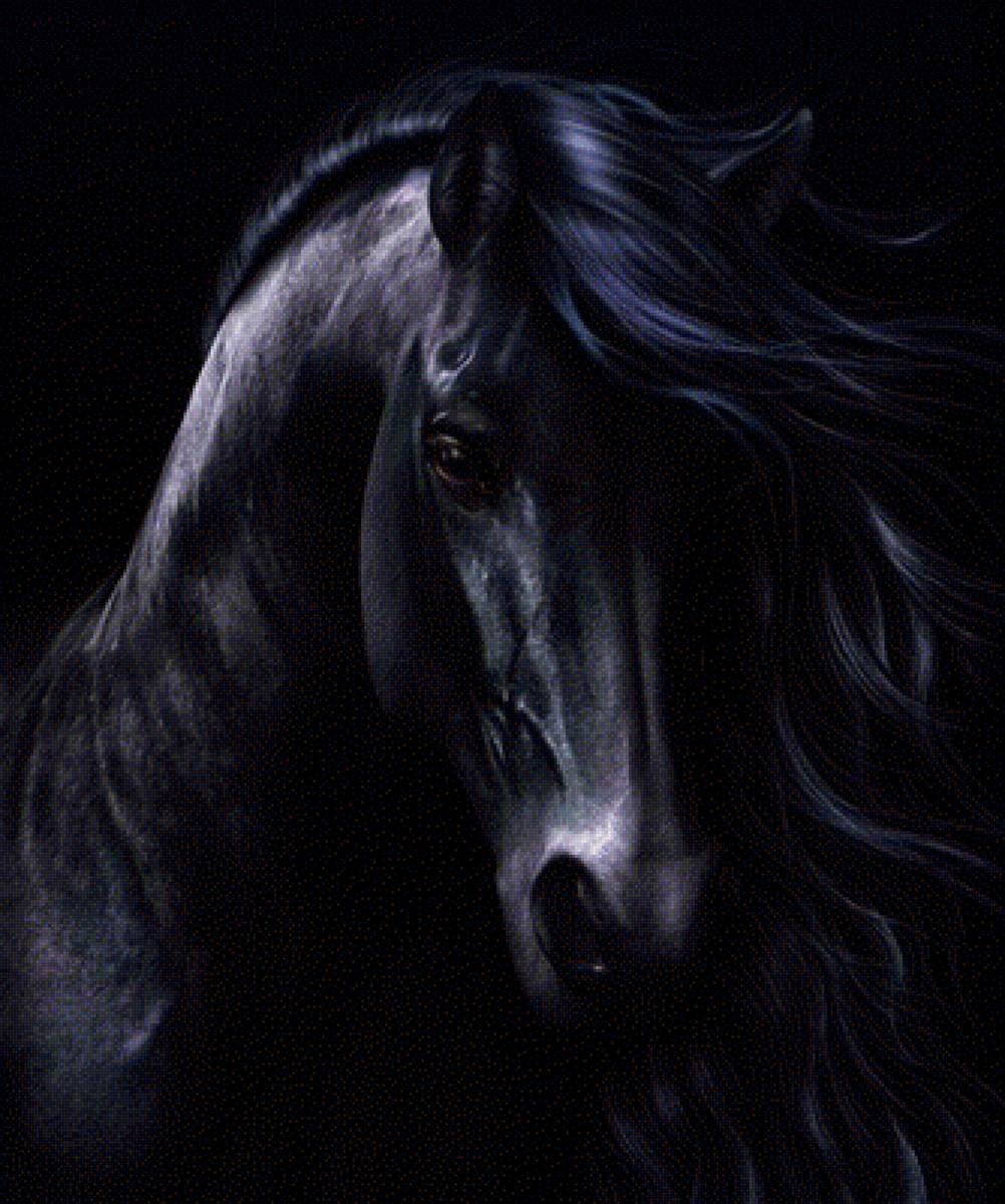 Лошадь черный