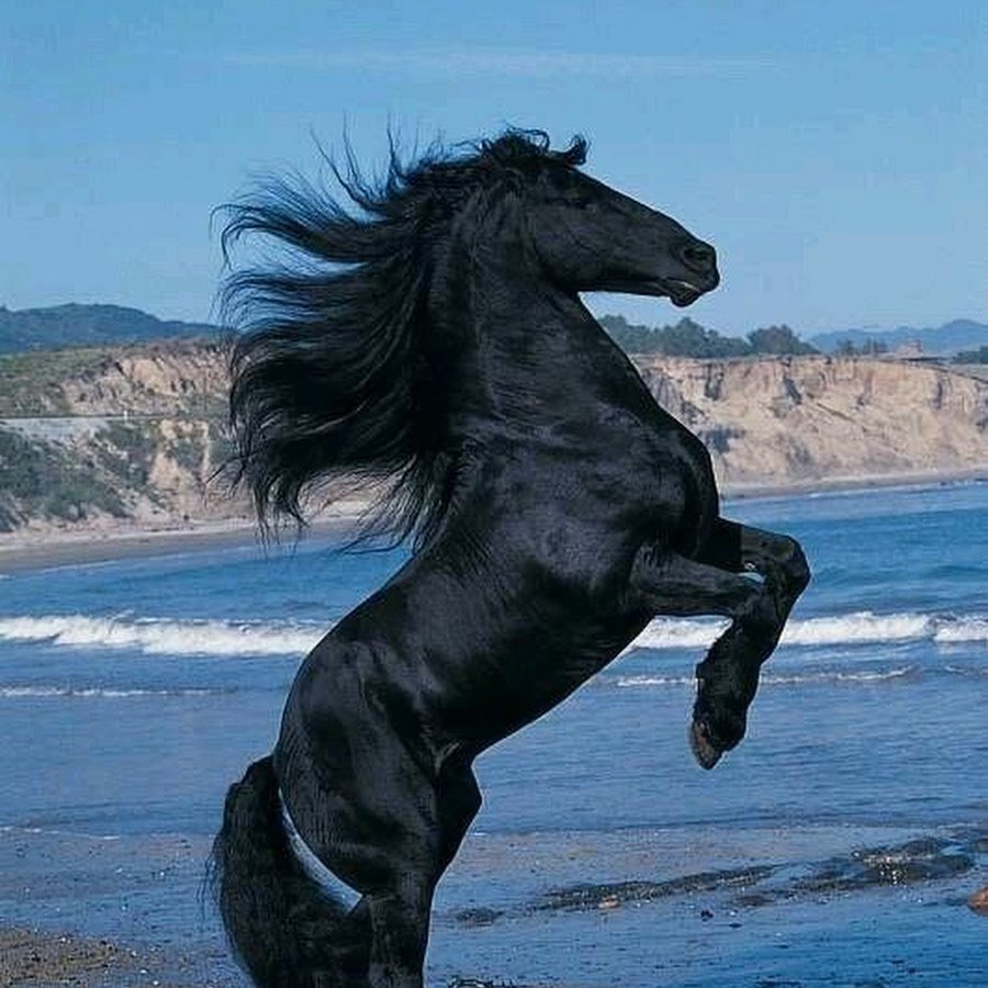 Порода Буцефала коня Александра