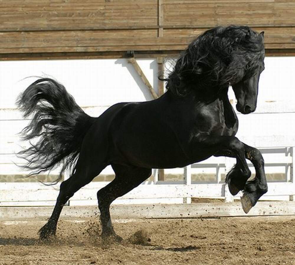 Буцефал порода коня