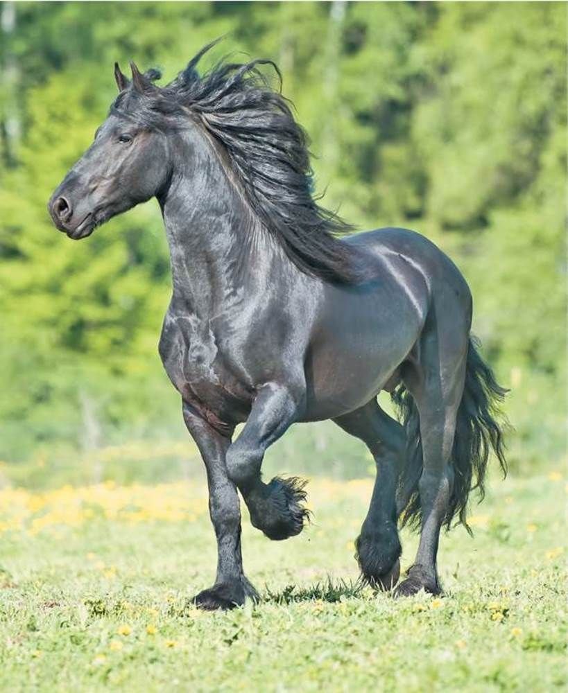 Фризская лошадь Буцефал