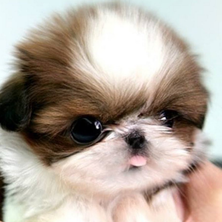 Ши тцу порода