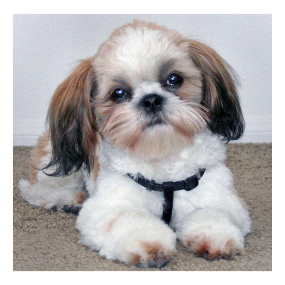 Ши тцу девочка и мальчик вместе в красивой одежде