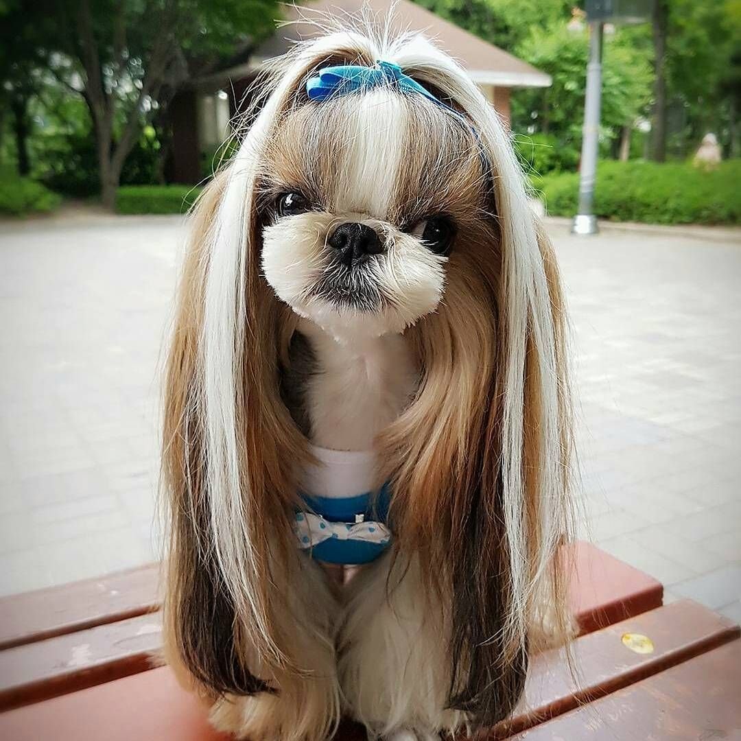 Грустная собака ши тцу