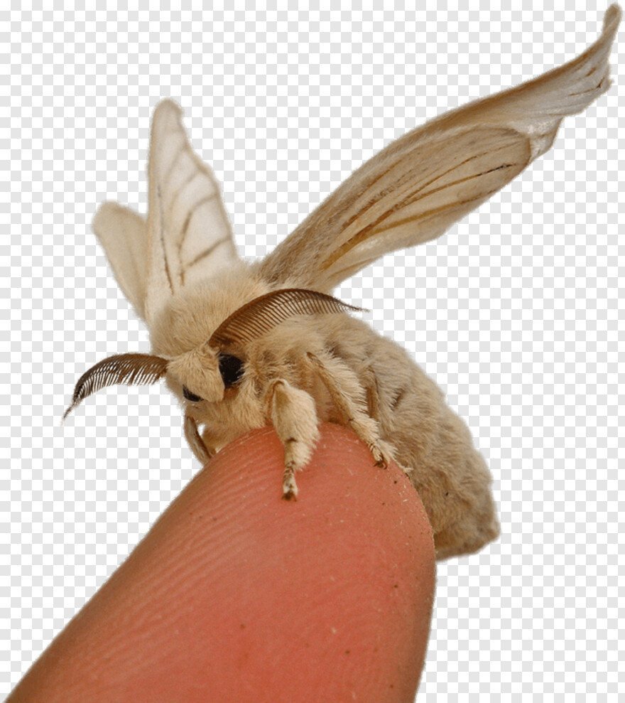 Венесуэльский пуделевый мотылек тутовый шелкопряд