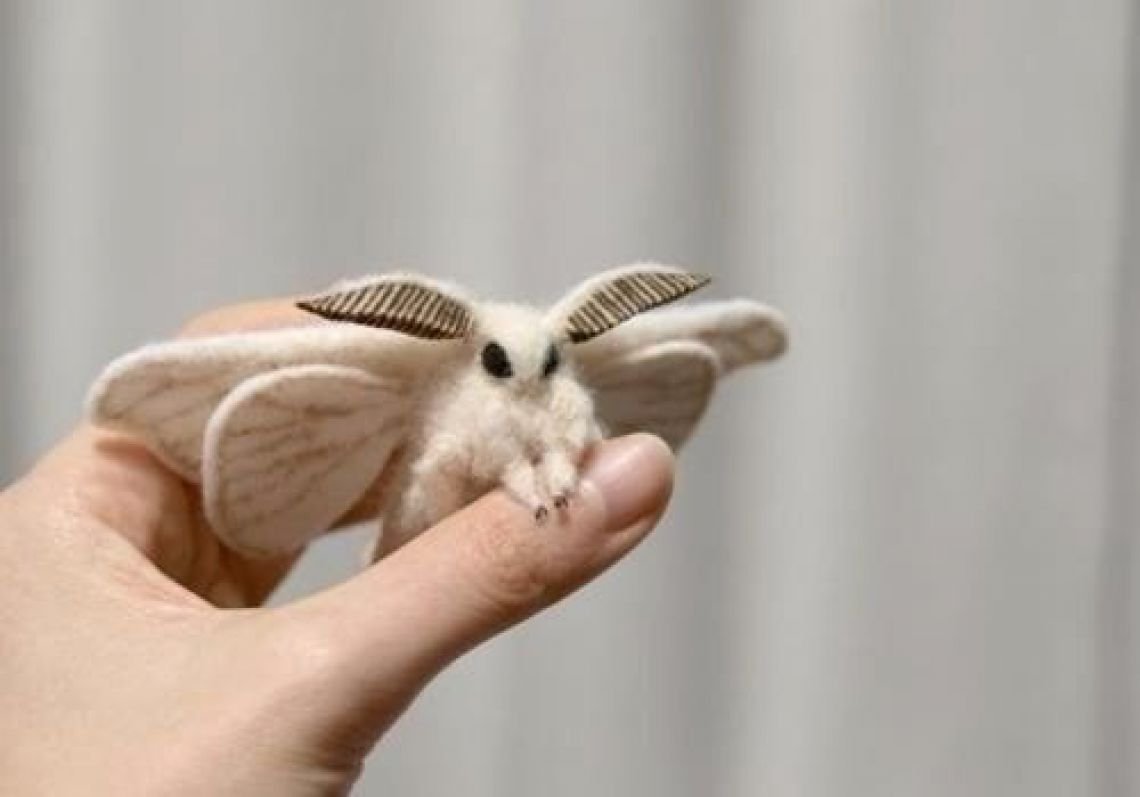 Венесуэльский пуделевый мотылек