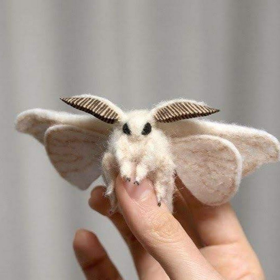 Венесуэльский пуделевый мотылек тутовый шелкопряд