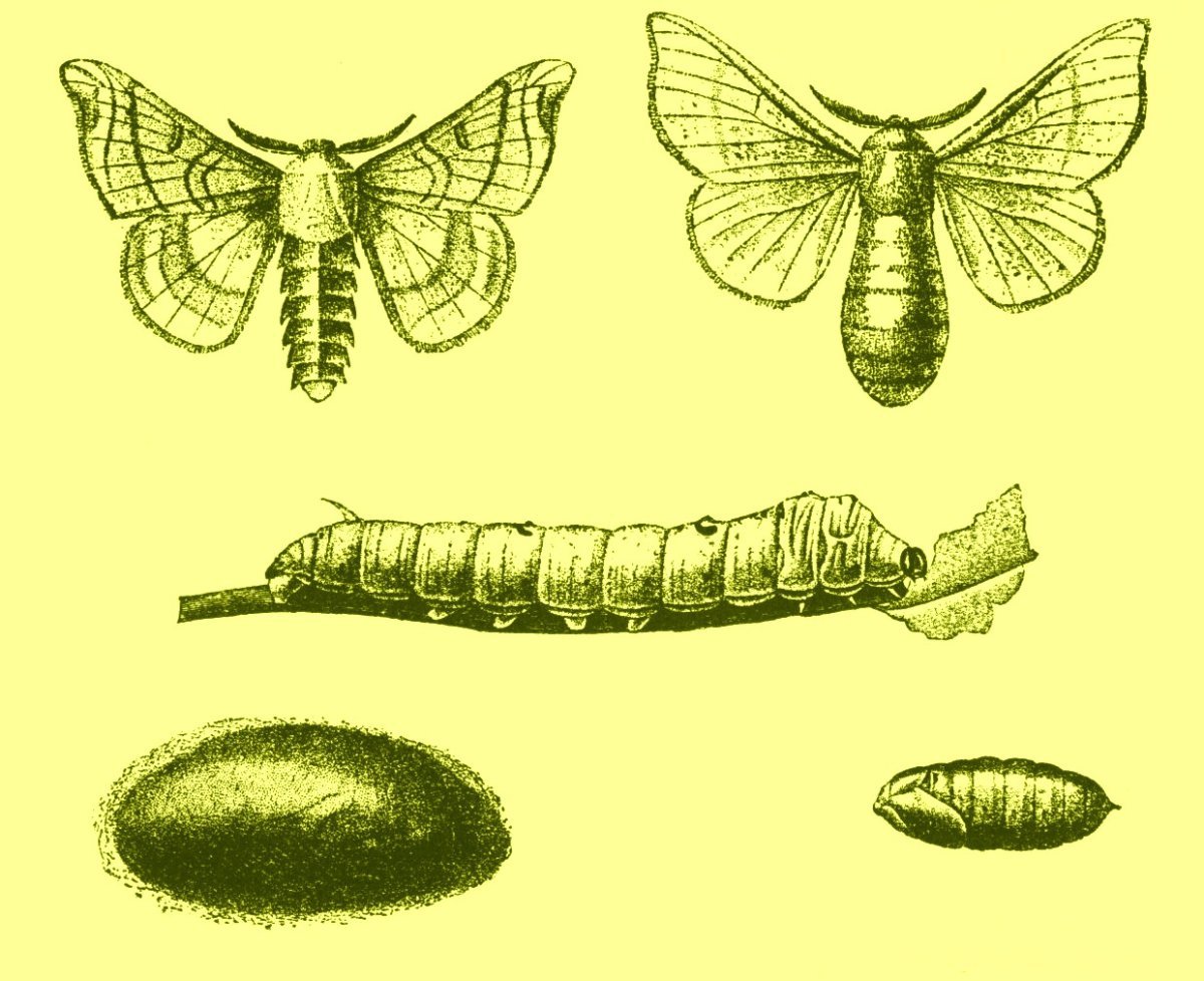 Моль платяная шелкопряд