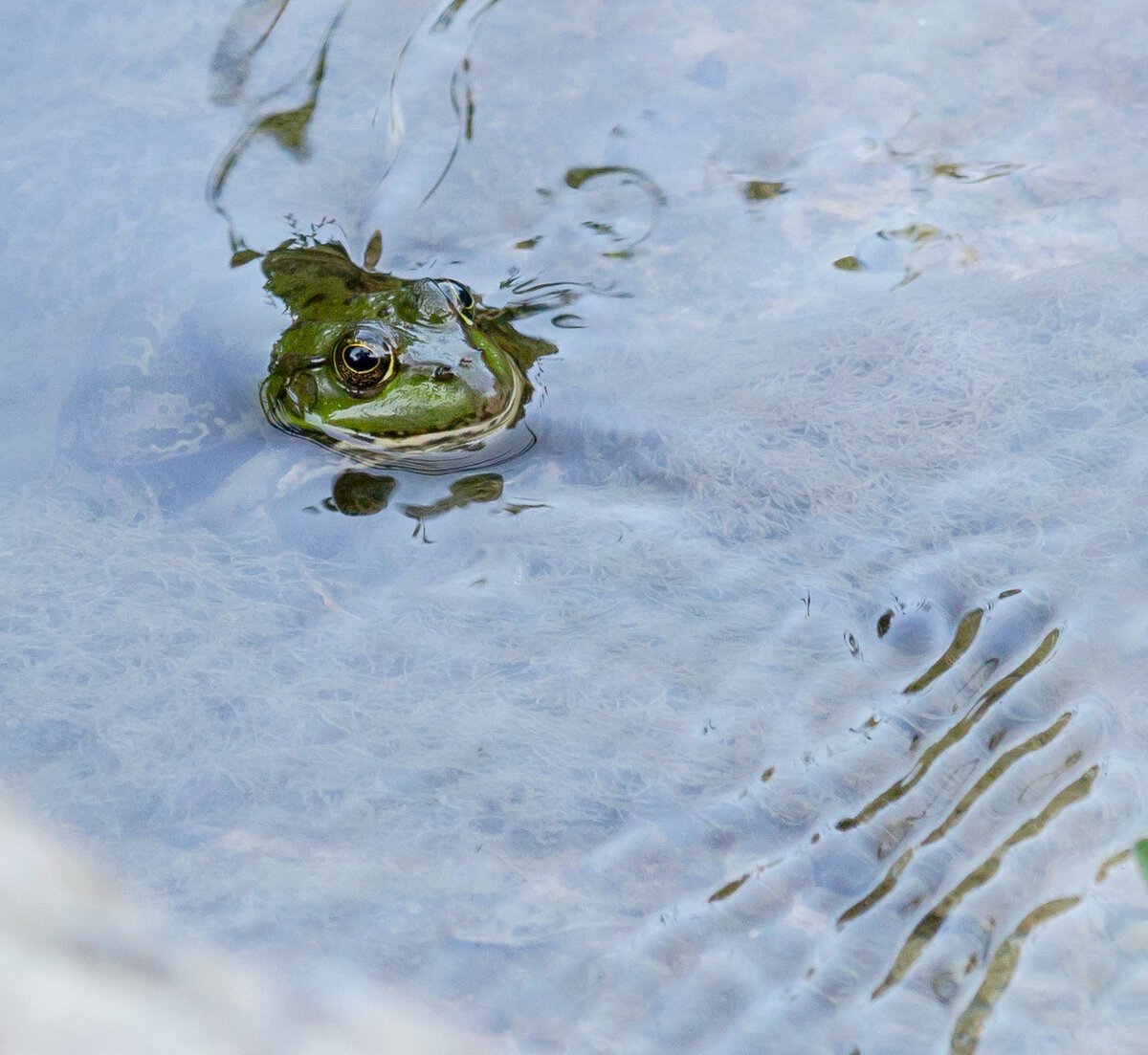 Лягушка в пруду