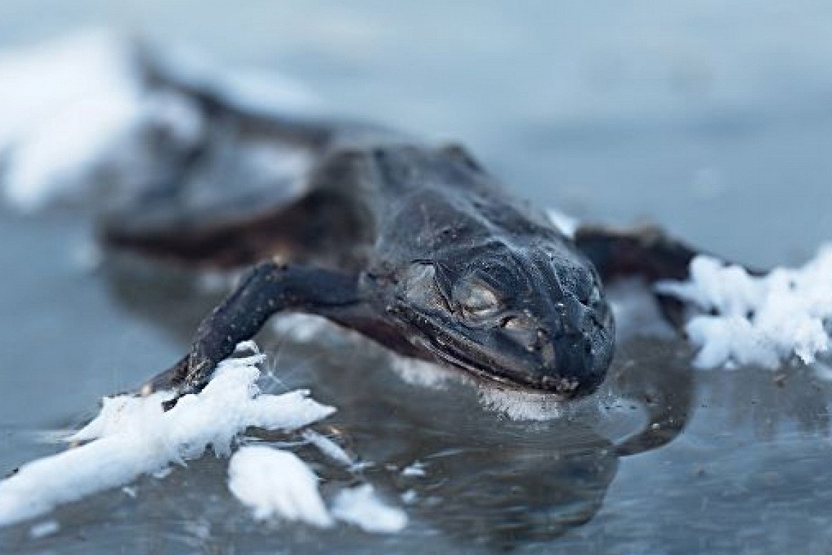 Лягушка во льду
