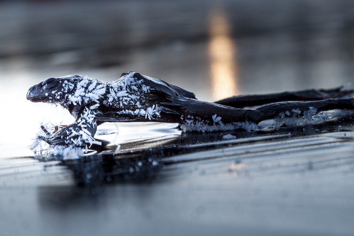 Белый медведь на льду