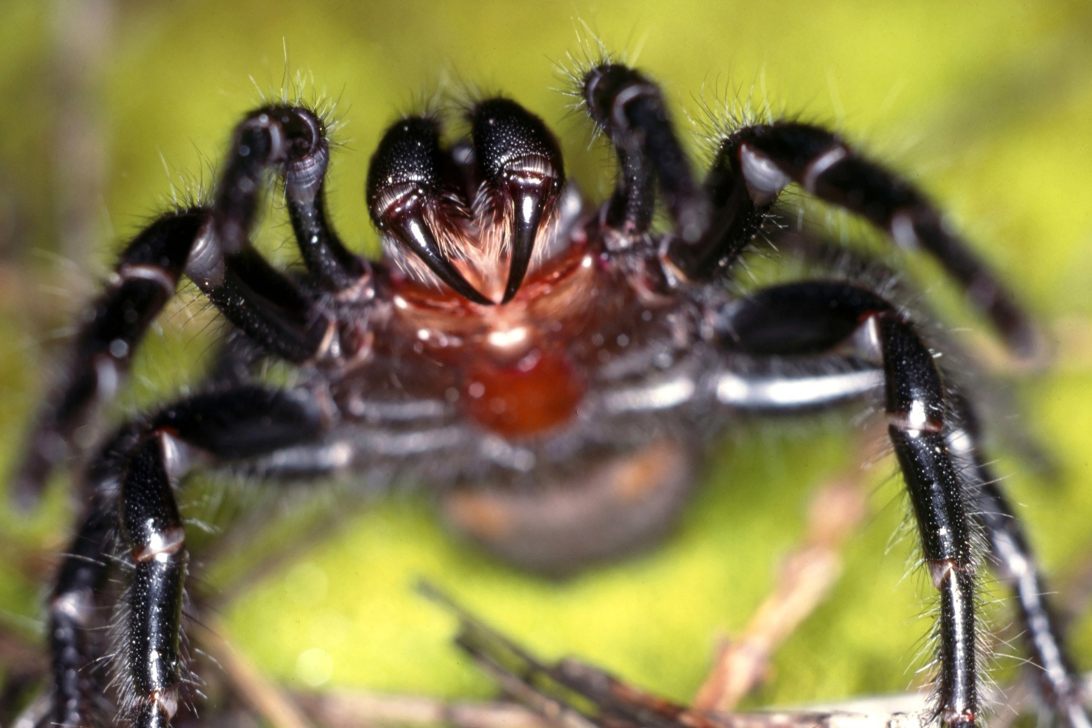 Австралийский воронковый паук - 73 фото