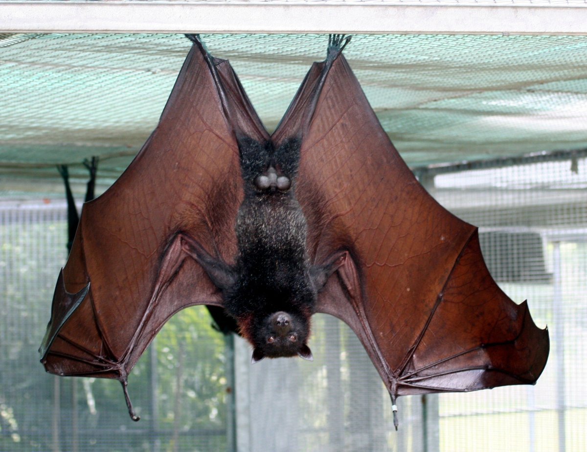 Самая большая летучая мышь