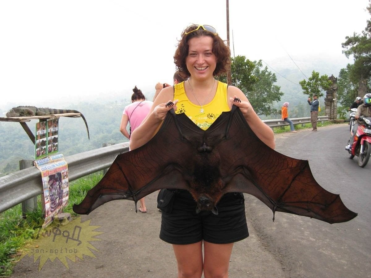 Летучая собака и летучая лисица