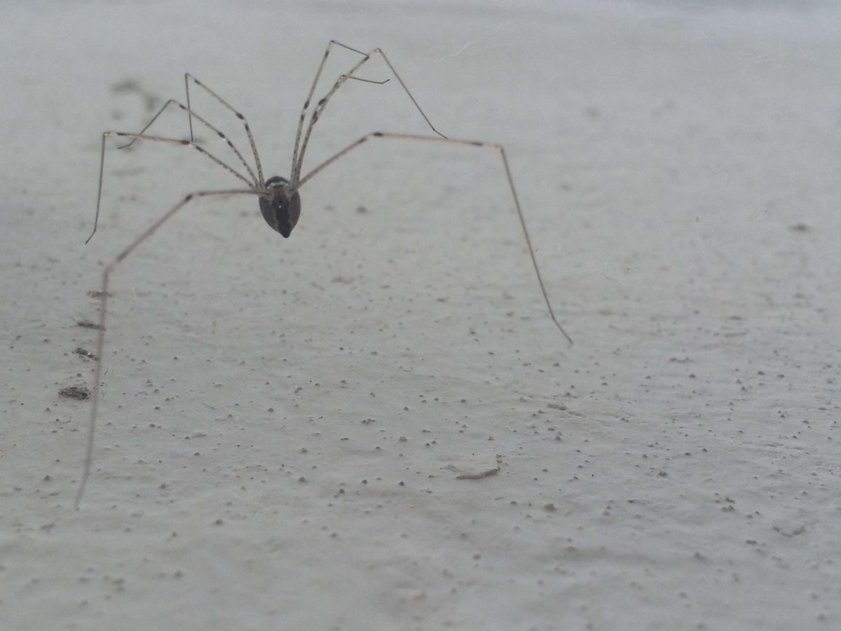 Танцующий паук