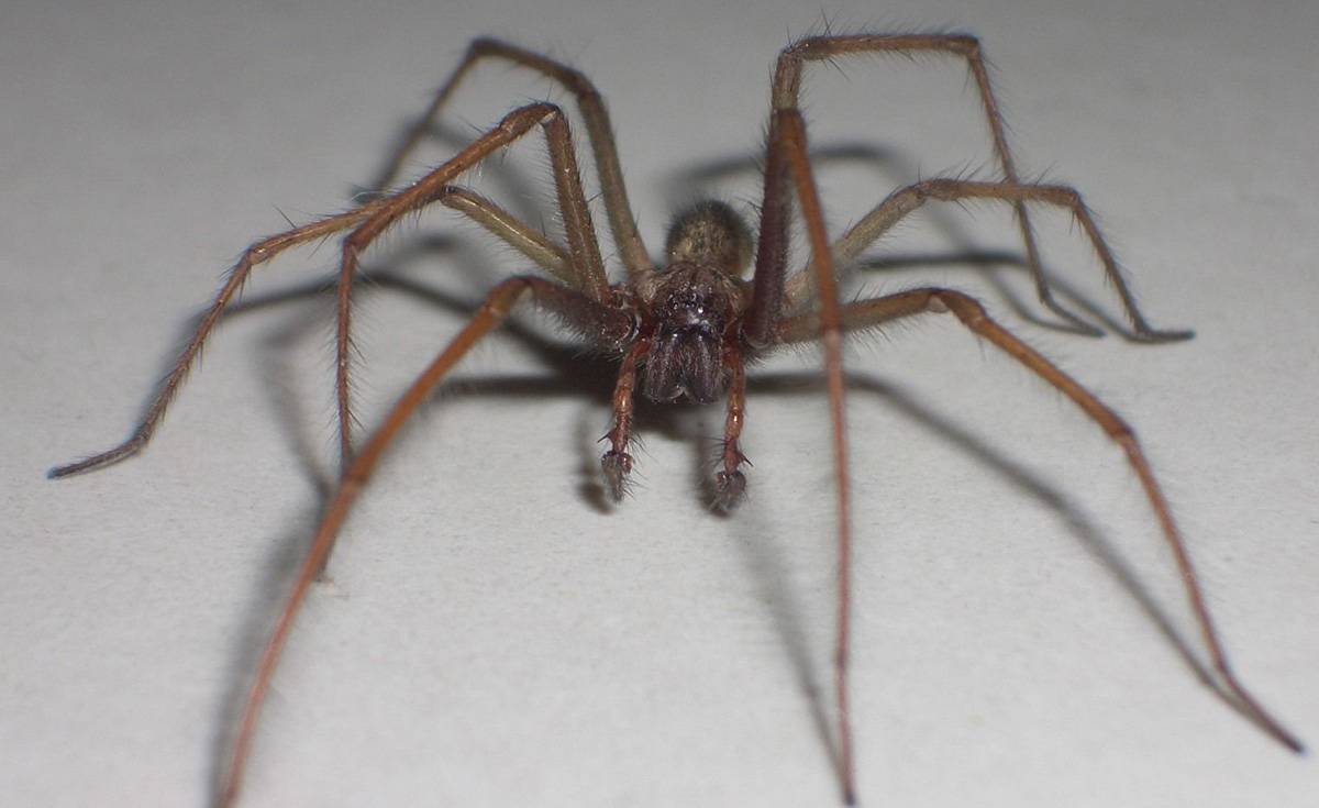 Паук Tegenaria atrica