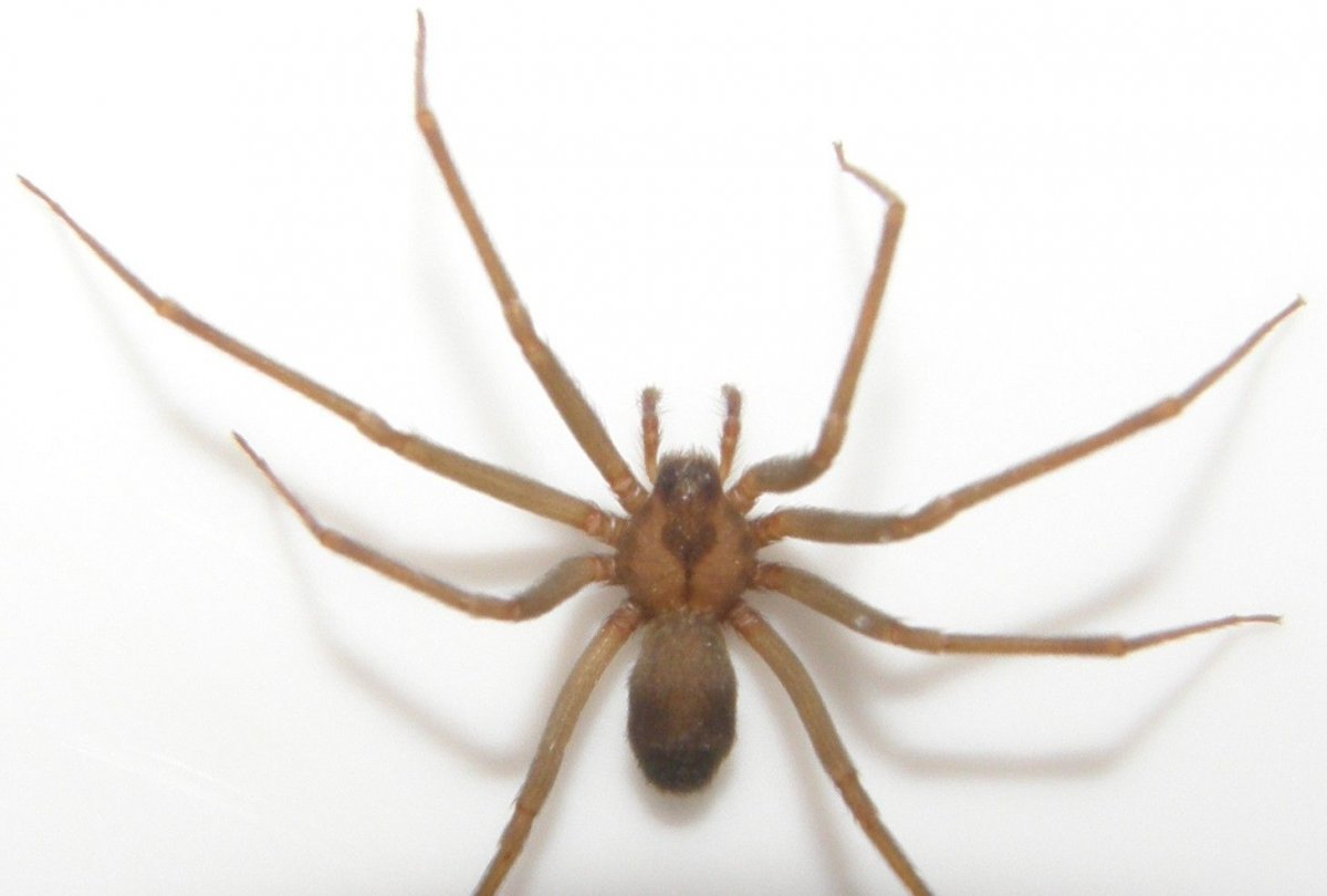 Маленький коричневый паук