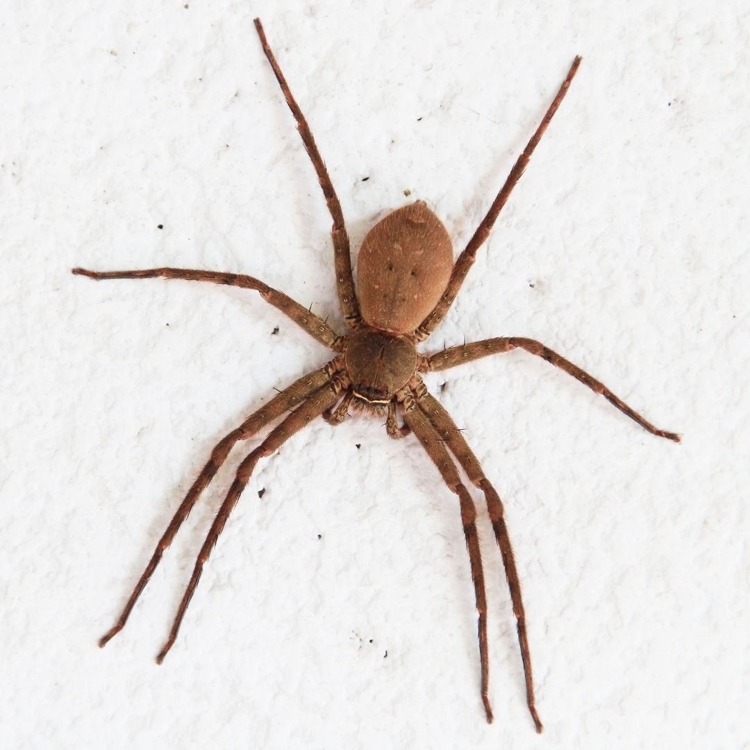 Коричневый паук