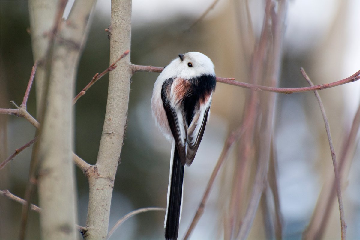 Длиннохвостая синица ареал обитания