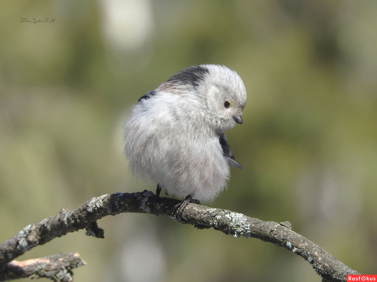 Шима-энага японская синица