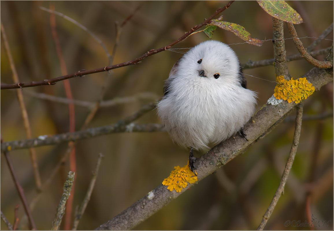 Ополовник Сочи