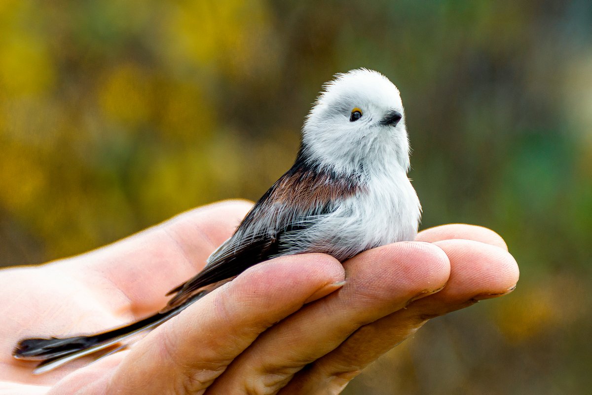 Длиннохвостая синица