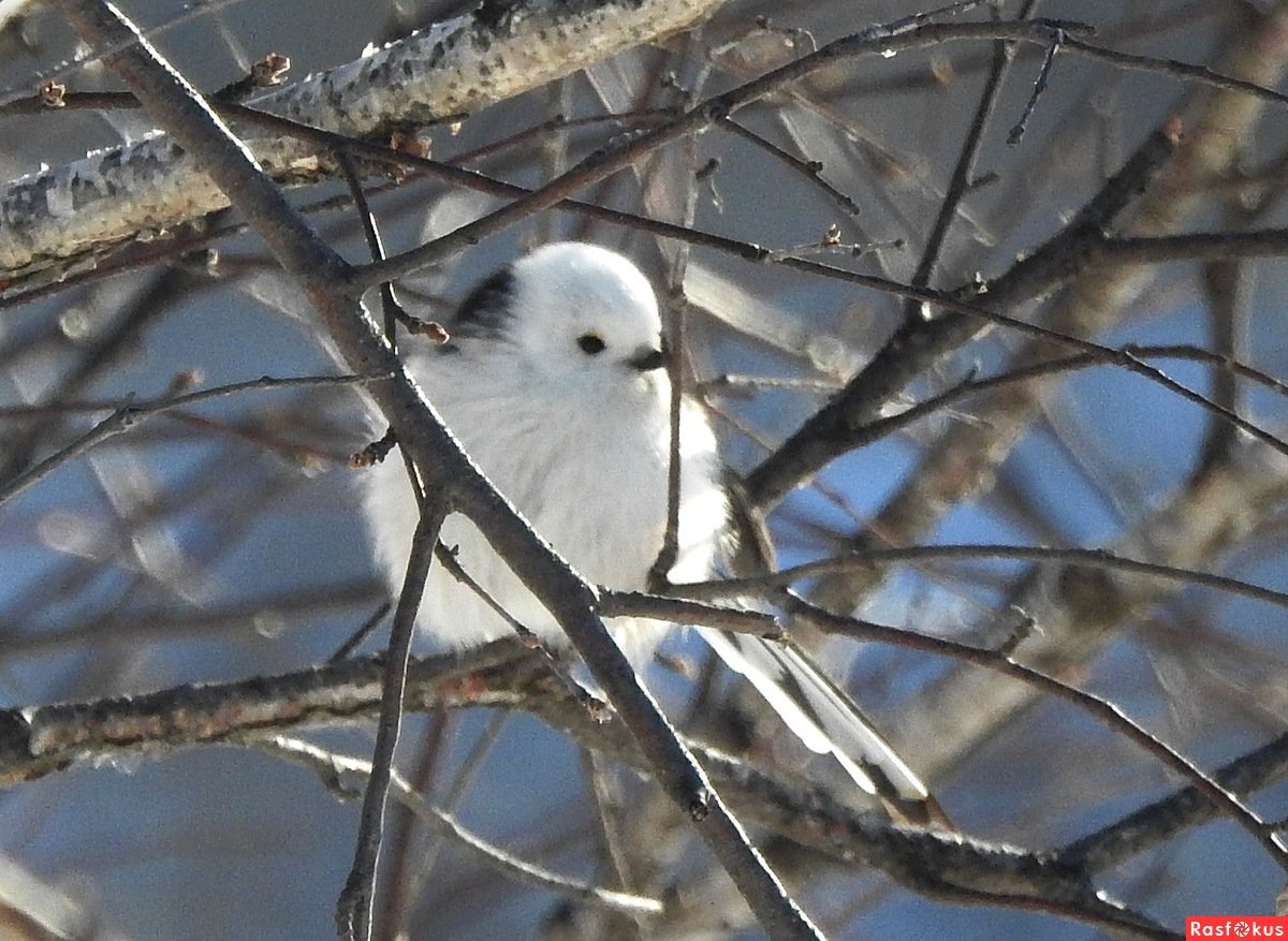 Птенцы длиннохвостой синицы