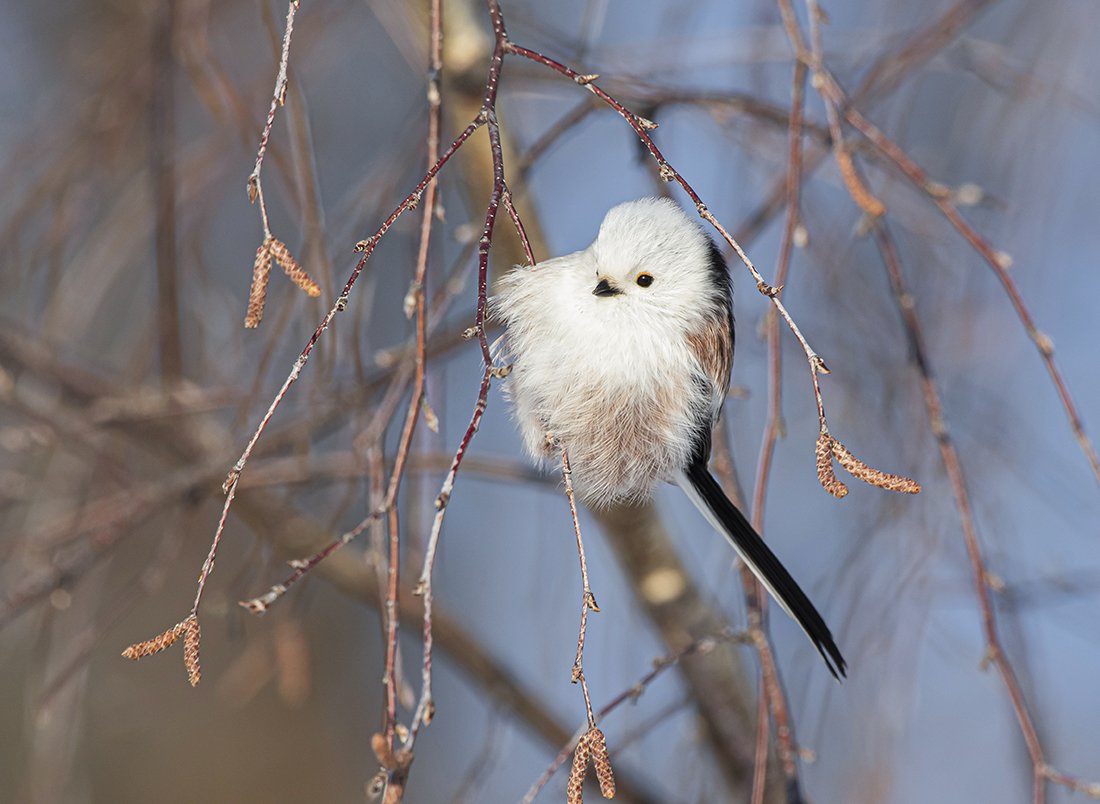 Semioptila fulveolans