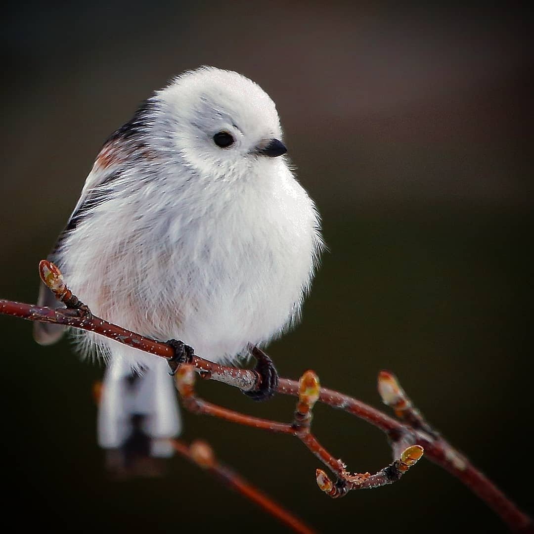 Синица ополовник