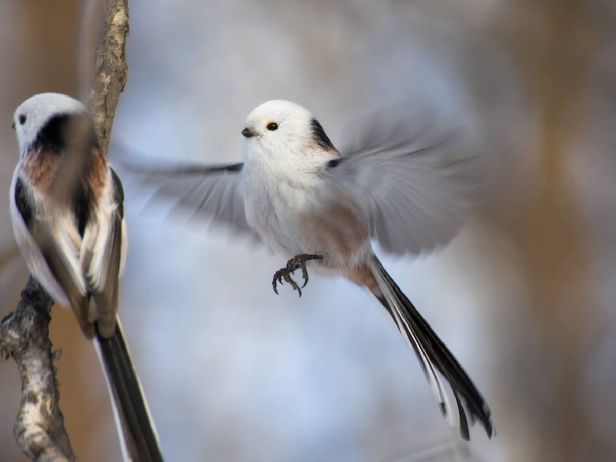 Ополовник бесплатные фото