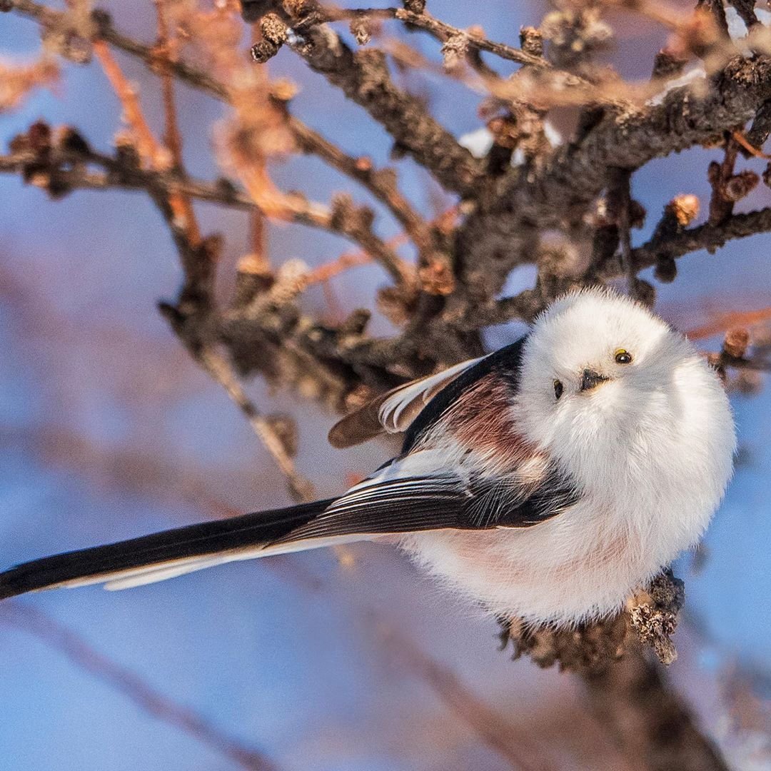 Рыжеватая длиннохвостая синица