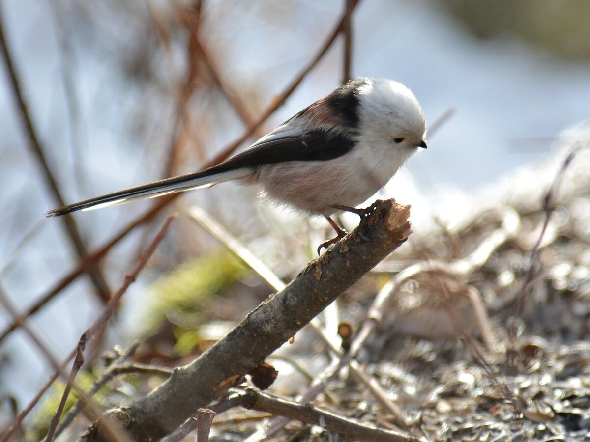 Длиннохвостая синица на вербе