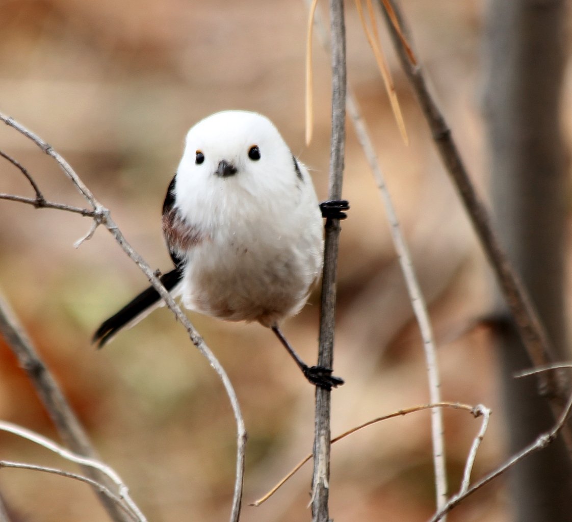 Длиннохвостая синица