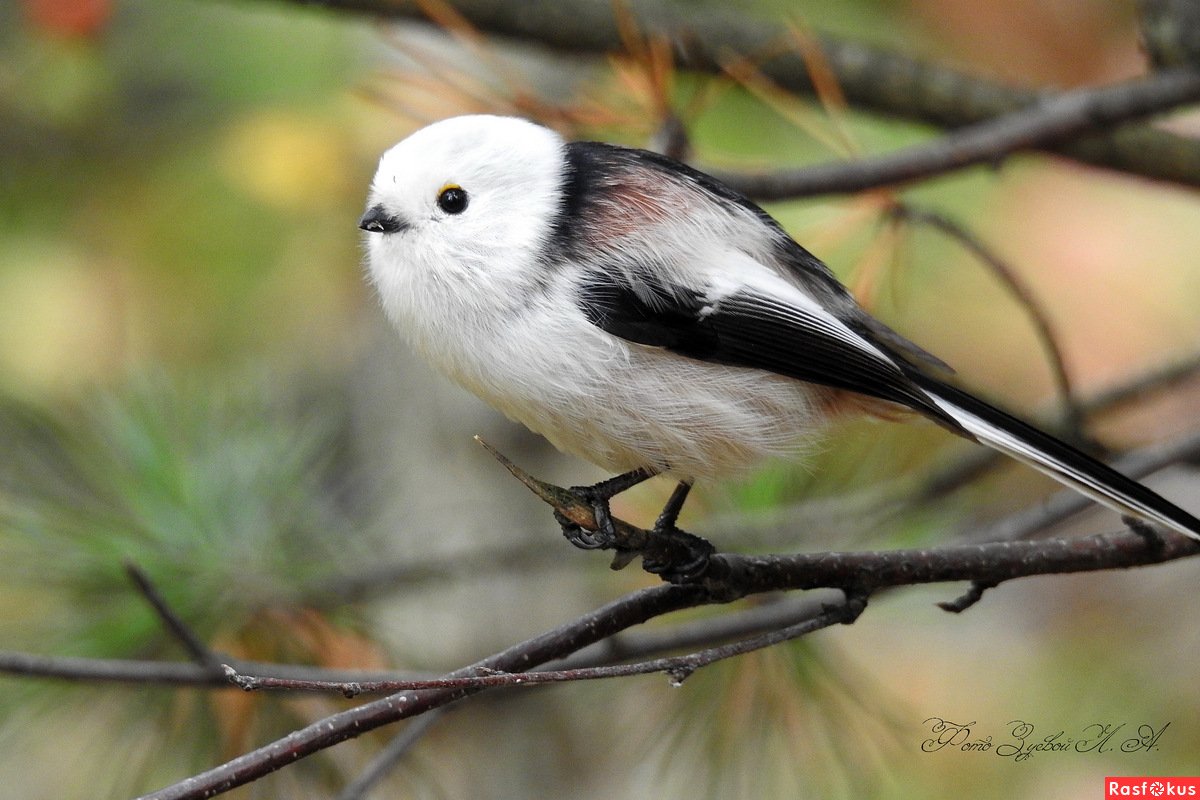 Японская длиннохвостая синица