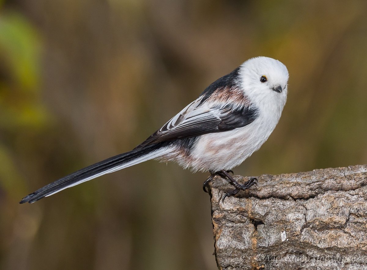 Шима энага птичка