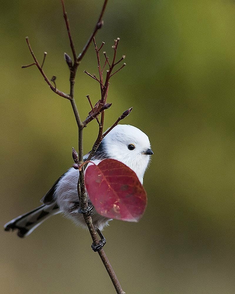 Синица ополовник