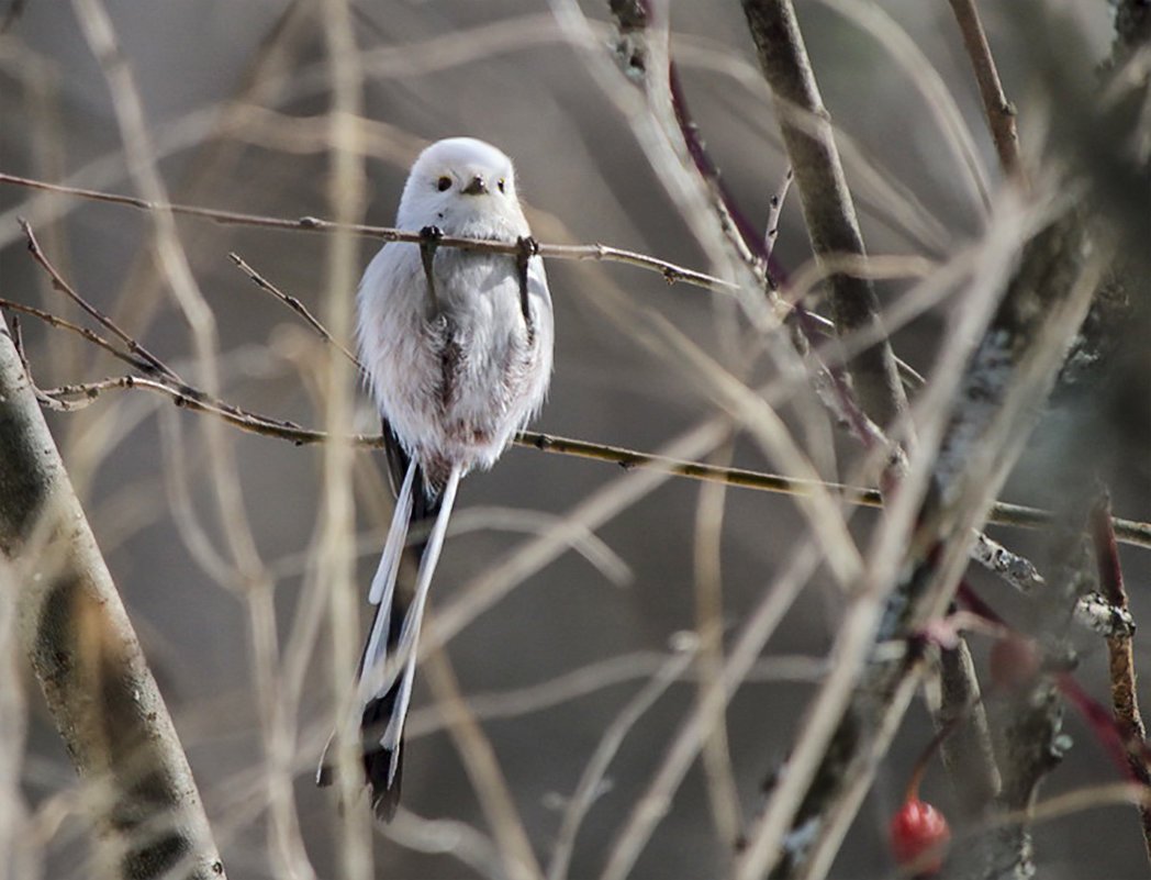 Самые милые птицы в Кызыле