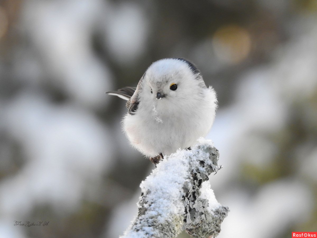 Длиннохвостая синица