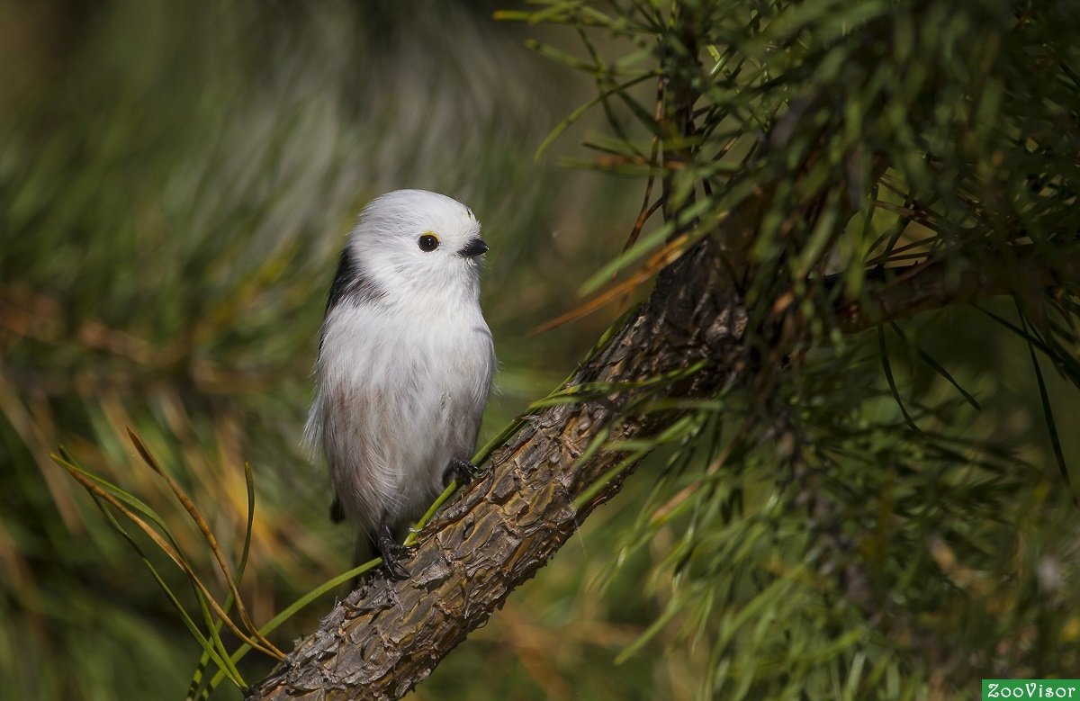 Ополовник Челябинск