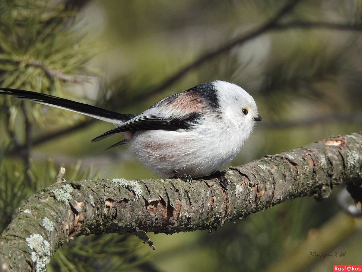 Маленькие птички смешные