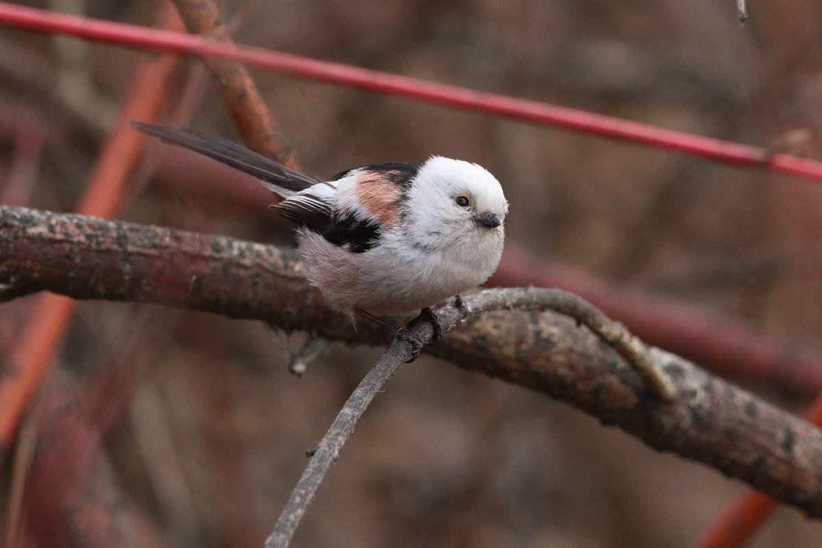 Пение птиц длиннохвостая синица