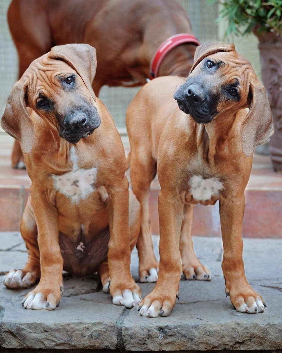 Собака породы Родезийский риджбек