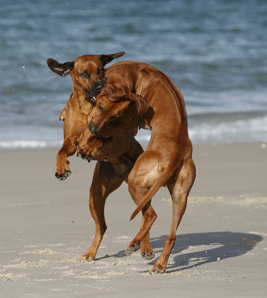 Rhodesian Ridgeback Dog