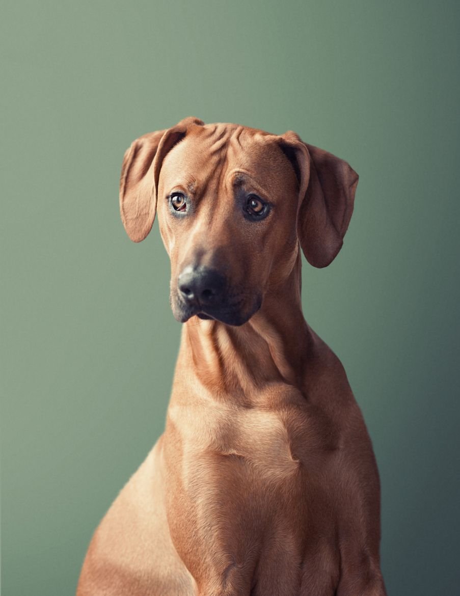 Риджбек рисунок