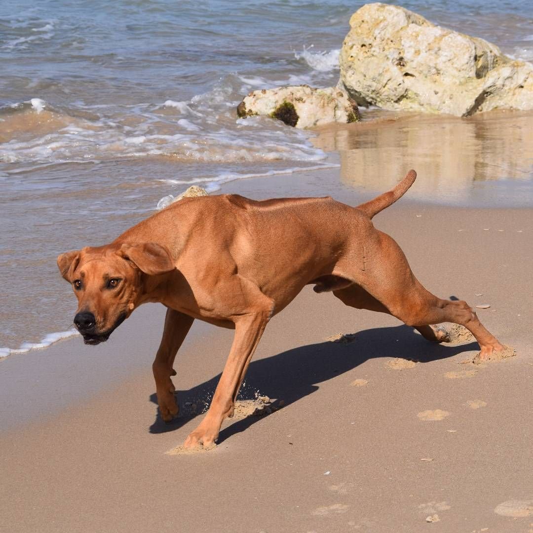 Родезийский риджбек пара