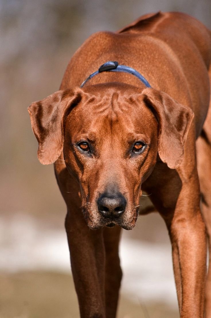 Родезийский риджбек