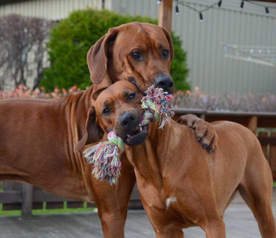 Родезийский риджбек с хозяином