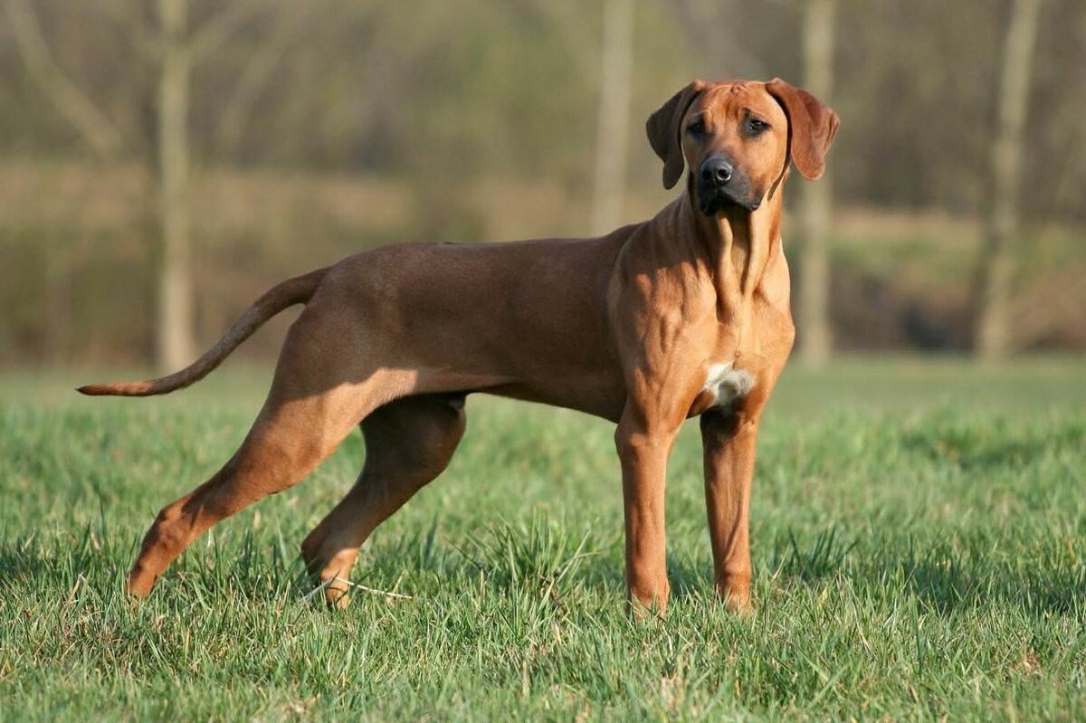 Венгерская выжла и Родезийский риджбек