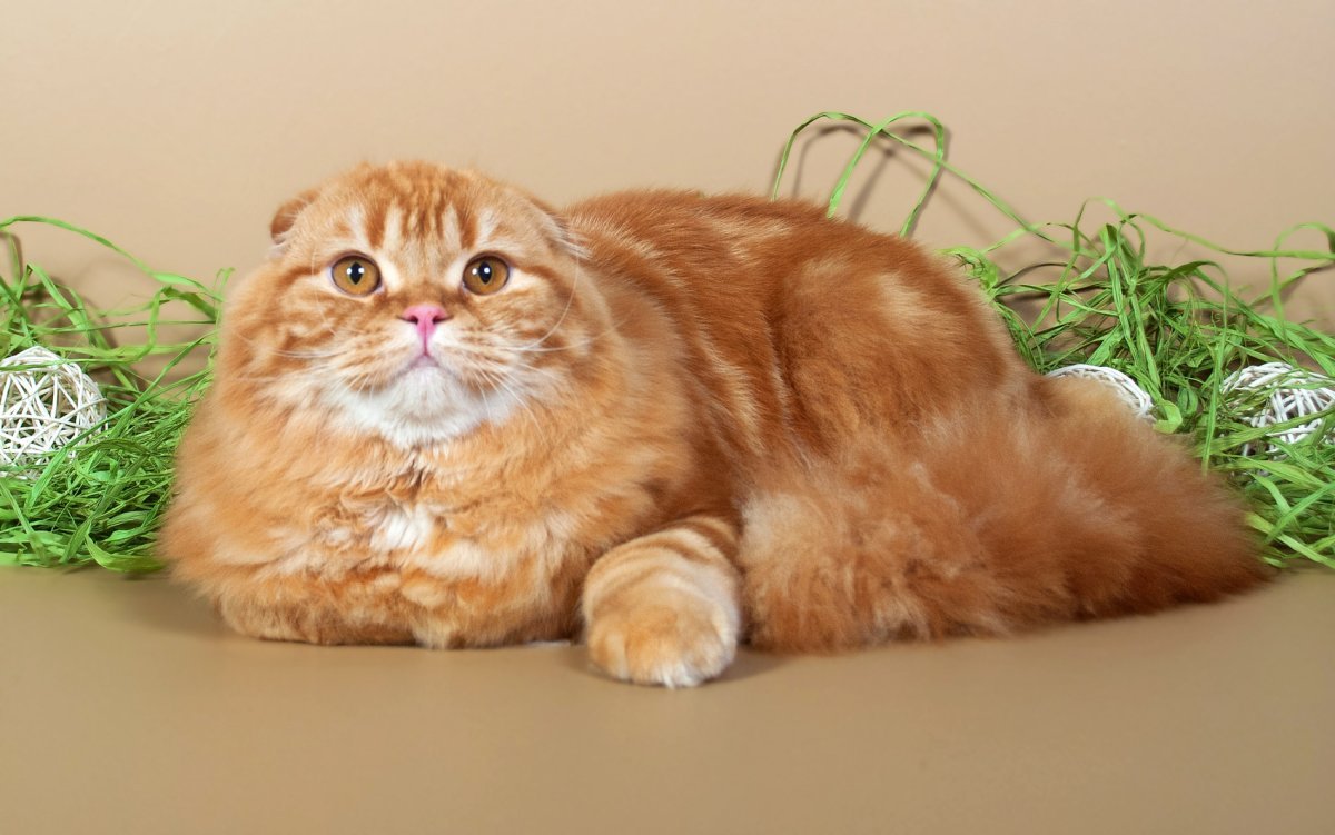 Хайленд-фолд Шотландская