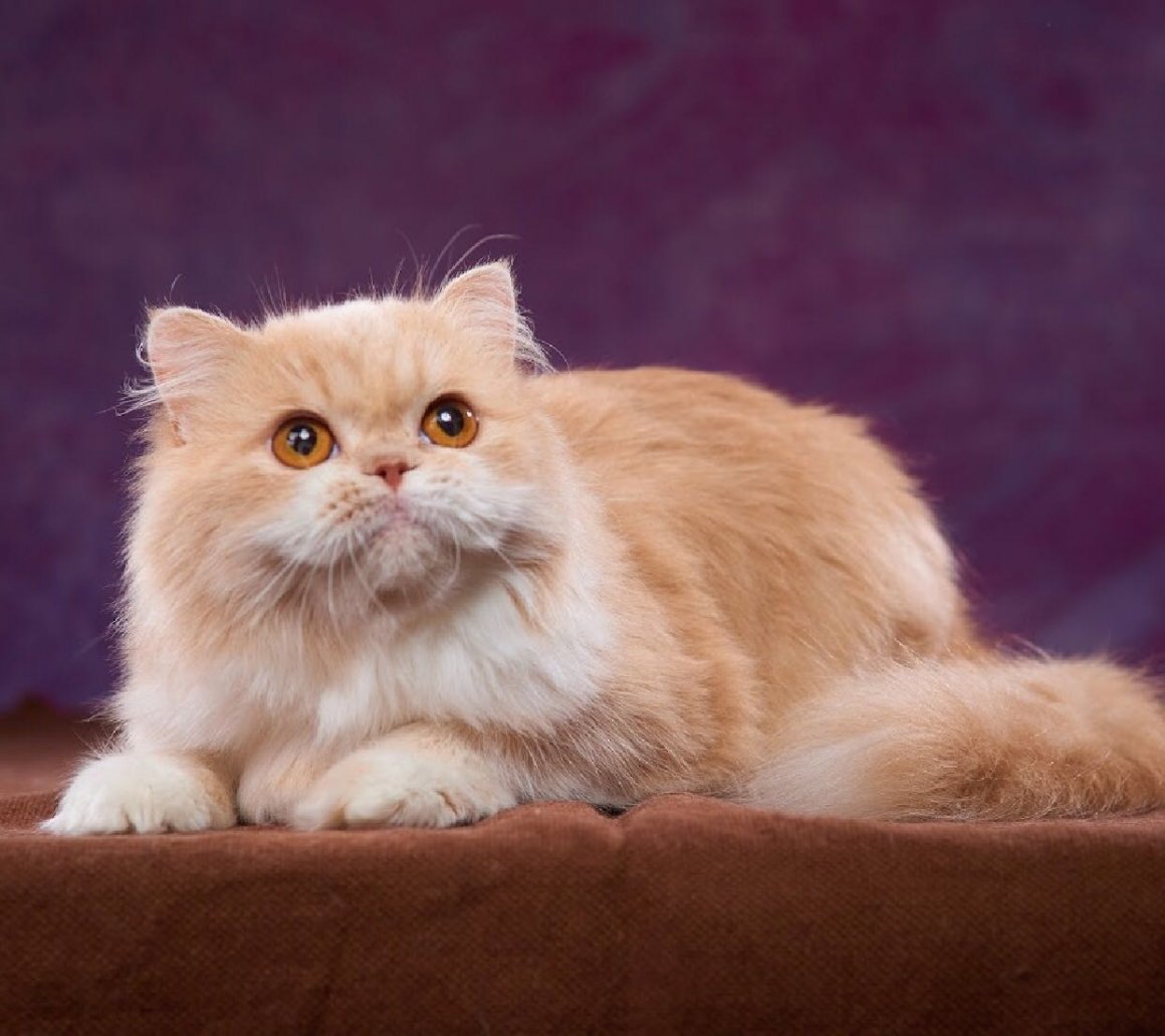 Шотландский хайленд страйт длинношерстный